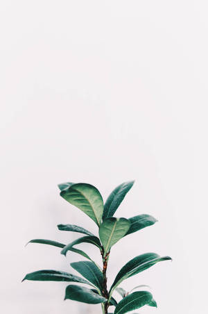 白色背景上的綠色植物莖。 — 美學 壁紙