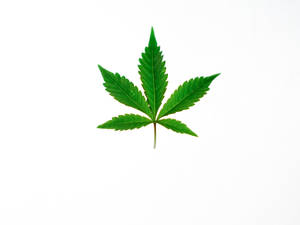 白色背景上的一片綠色大麻葉。