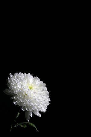 一朵白色菊花，綠色莖，黑色背景。 — 深色花卉 壁紙
