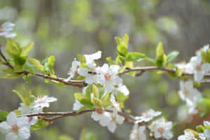 春天樹枝上的白色花朵、綠葉和蜜蜂
