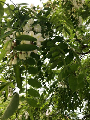 陽光明媚的春日，白色花朵在綠葉間盛開。 — 3:4 壁紙