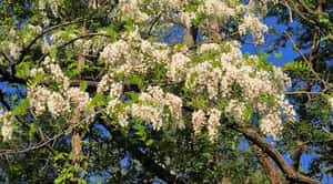 白色花枝映襯著清澈的藍天。 — 春天 壁紙