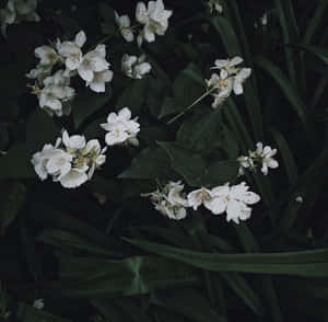 在黑暗花園場景中，白色茉莉花與綠葉。 — 淺綠色美學動態圖 壁紙
