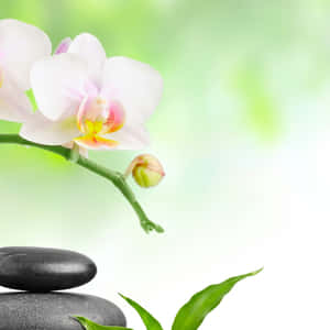 粉紅色蘭花配綠葉和黑色石頭，適合水療或冥想。 — 禪 壁紙