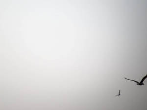 兩隻鳥在霧濛濛的天空中飛翔，明亮的太陽帶有光暈。 — 簡約 壁紙