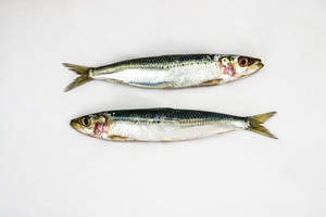 白色背景上的兩條完整沙甸魚 — 美食 壁紙