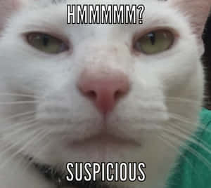 白色貓咪綠色眼睛懷疑地看著，文字 HMMMMM？可疑 — 貓咪迷因 壁紙
