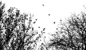 鳥兒在光禿禿的樹枝間飛翔，映襯著白色的天空。