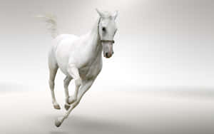 一匹白馬在奔騰中，鬃毛和尾巴飄逸，背景為淺色漸變。