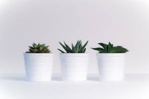 三棵小白盆多肉植物排成一排放在白色表面上。