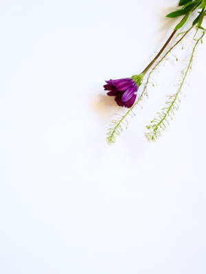 一朵紫色花朵，帶有綠色莖和白色小花，在白色表面上。