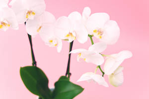 白色蘭花與綠色葉子，背景為粉紅色