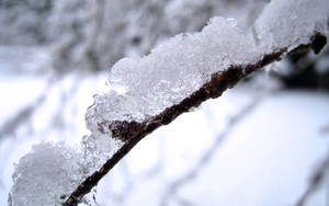 在雪景冬日場景中，被冰晶覆蓋的結霜樹枝。