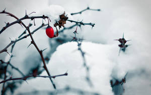 冬日裡，一顆紅漿果在帶雪的帶刺樹枝上。