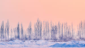 粉紅色冬日天空下，光禿樹木的雪地 — 橙色美學 壁紙
