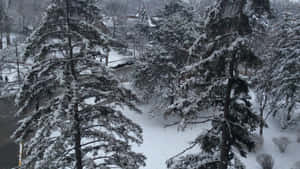 白雪覆蓋的常綠樹排列在一條寧靜的冬季街道旁。 — 湖 壁紙