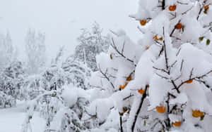 白雪覆蓋的樹枝上掛著鮮亮的橙色果實的冬日景象。 — 冬日美學 壁紙