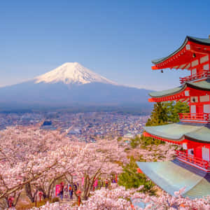 紅色寺廟，背景有櫻花和富士山 — 善逸 GIF 壁紙