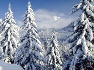 冬日森林中白雪覆蓋的松樹，背景是山脈。 — 冬日美學 壁紙