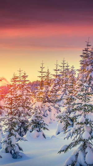 白雪覆蓋的松樹沐浴在日落色調中，寧靜的冬季森林。 — 森林 壁紙