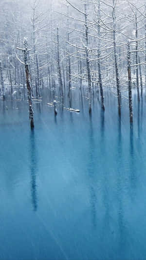 冬日平靜的藍色水中倒映著白雪覆蓋的樹木。 — 湖 壁紙