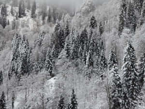 霧氣山腰上積雪的松樹 — 日出 壁紙