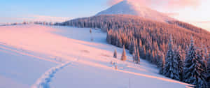 白雪覆蓋的山坡，松樹沐浴在粉紅色的日出光芒中 — 4K桌面壁紙