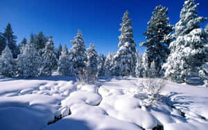 在晴朗的藍天下，明亮的冬季森林中白雪覆蓋的常綠樹。 — 冬日美學 壁紙
