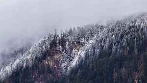 被霧氣籠罩的積雪山林。 — 冬日美學 壁紙