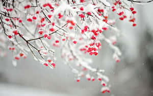 白雪覆蓋的樹枝上掛著鮮紅色漿果的冬日景象。 — 冬季 壁紙