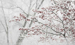 冬日景色中覆蓋著白雪的樹枝和紅色漿果 — 冬日美學 壁紙