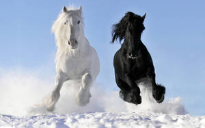 兩匹馬在雪中奔跑，風吹動牠們的鬃毛 — 馬 壁紙
