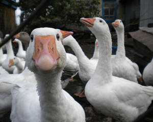 一群白色鵝隻橙色喙站在農場庭院的水邊。