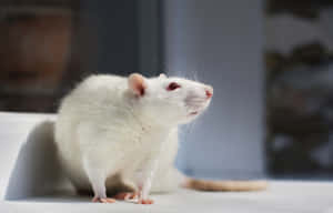 一隻白老鼠，粉紅色的耳朵和鼻子，坐在白色表面上。