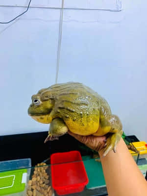 一個人將一隻大型黃綠色牛蛙舉喺水族箱上面。