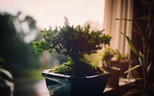 一棵深色花盆中的盆景樹，透過窗戶的陽光照射。 — 植物 壁紙