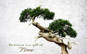 一棵帶有扭曲樹枝和綠色葉子的盆景樹，背景是帶有關於耐心文字的白色牆壁。 — 植物 壁紙