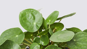 植物圖片 — 植物 壁紙