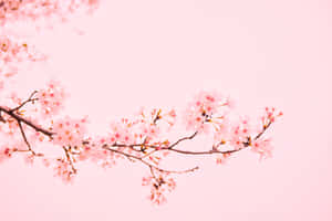 粉紅櫻花枝條在粉彩天空背景下柔焦呈現。 — 粉紅花朵 壁紙