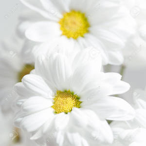白色雛菊，黃色花蕊，柔焦
