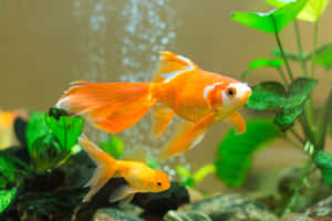 兩條橙色金魚在一個有綠色植物和氣泡的水族箱中游泳。