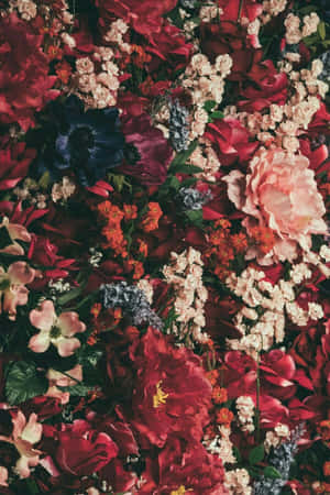 一面由紅色、粉紅色和藍色調的彩色花朵組成的密集花牆。