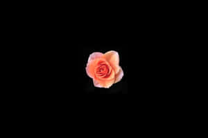 黑粉花卉 — 花 壁紙