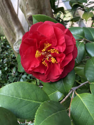 一朵帶有黃色雄蕊的紅色山茶花，被綠葉環繞。 — 美麗花朵 壁紙