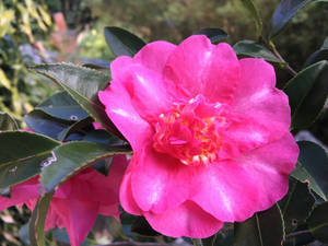 花園中一朵帶有綠葉的亮粉色山茶花。 — 美麗花朵 壁紙