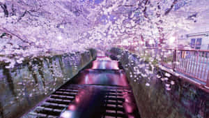 櫻花在夜間照亮運河上方，水中倒影清晰可見。