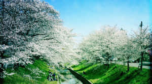 櫻花樹沿運河盛開，人們在藍天下的草地上放鬆。 — 春天 壁紙