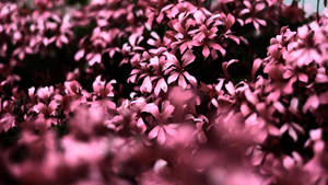 一片粉紅花田，前景模糊，焦點柔和。 — 紫色花朵 壁紙