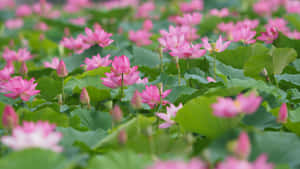 寧靜池塘中綠色荷葉上的粉紅蓮花和花蕾。 — 蓮花 壁紙
