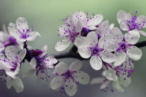樹枝上帶有紫色雄蕊的白色花朵簇 — 紫色花朵 壁紙